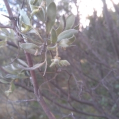 Persoonia rigida at Cooma, NSW - 5 Sep 2022 04:07 PM