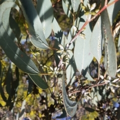 Eucalyptus nortonii (Mealy Bundy) at Greenleigh, NSW - 6 Sep 2022 by danswell