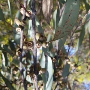 Eucalyptus nortonii at Greenleigh, NSW - 6 Sep 2022