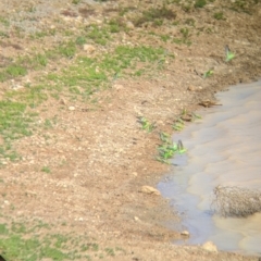 Melopsittacus undulatus (Budgerigar) at Tibooburra, NSW - 29 Aug 2022 by Darcy