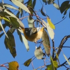 Pardalotus punctatus (Spotted Pardalote) at Jerrabomberra, NSW - 6 Sep 2022 by Paul4K