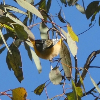 Pardalotus punctatus (Spotted Pardalote) at Jerrabomberra, NSW - 6 Sep 2022 by Paul4K