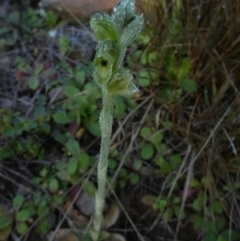 Hymenochilus bicolor (ACT) = Pterostylis bicolor (NSW) (Black-tip Greenhood) at Murga, NSW - 1 Sep 2022 by Paul4K