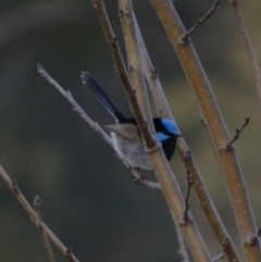 Malurus cyaneus (Superb Fairywren) at Murga, NSW - 30 Aug 2022 by Paul4K