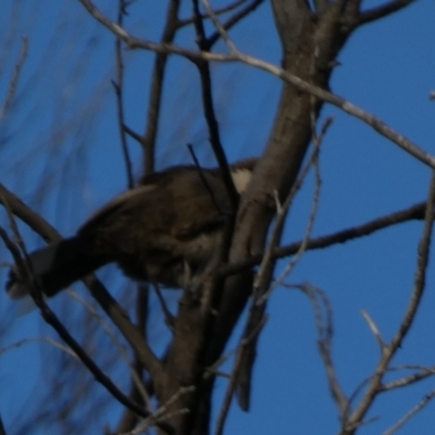 Pomatostomus superciliosus (White-browed Babbler) at Murga, NSW - 30 Aug 2022 by Paul4K