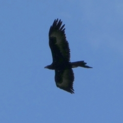 Aquila audax (Wedge-tailed Eagle) at Murga, NSW - 31 Aug 2022 by Paul4K