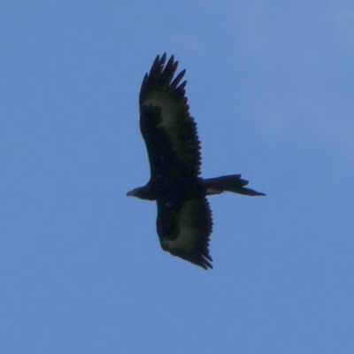 Aquila audax (Wedge-tailed Eagle) at Murga, NSW - 31 Aug 2022 by Paul4K