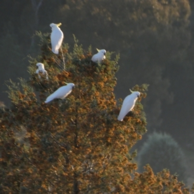 Cacatua galerita (Sulphur-crested Cockatoo) at Murga, NSW - 31 Aug 2022 by Paul4K