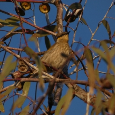 Gavicalis virescens (Singing Honeyeater) at Murga, NSW - 1 Sep 2022 by Paul4K