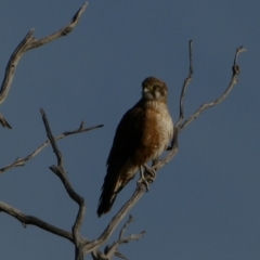 Falco berigora (Brown Falcon) at Murga, NSW - 1 Sep 2022 by Paul4K