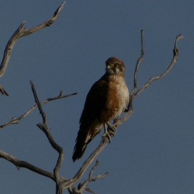 Falco berigora (Brown Falcon) at Murga, NSW - 1 Sep 2022 by Paul4K