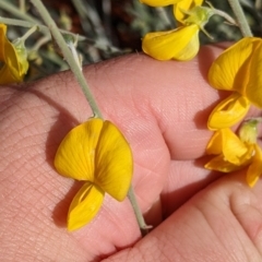 Crotalaria eremaea subsp. eremaea (Bluebush Pea, Loose-flowered Rattlepod) at Tibooburra, NSW - 29 Aug 2022 by Darcy