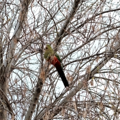 Alisterus scapularis (Australian King-Parrot) at Gungahlin, ACT - 5 Sep 2022 by TrishGungahlin