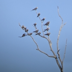 Nymphicus hollandicus (Cockatiel) at Tibooburra, NSW - 29 Aug 2022 by Darcy