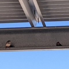 Taeniopygia guttata (Zebra Finch) at Tibooburra, NSW - 29 Aug 2022 by Darcy