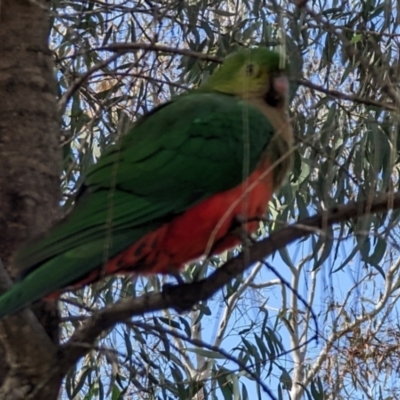 Alisterus scapularis (Australian King-Parrot) at Mount Majura - 5 Sep 2022 by sbittinger