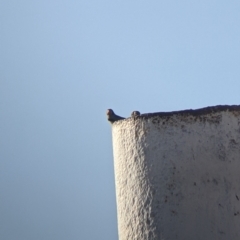 Taeniopygia guttata (Zebra Finch) at Bollards Lagoon, SA - 29 Aug 2022 by Darcy