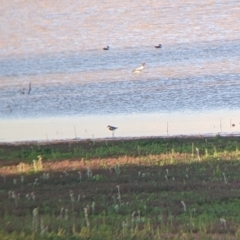 Erythrogonys cinctus (Red-kneed Dotterel) at Tibooburra, NSW - 29 Aug 2022 by Darcy