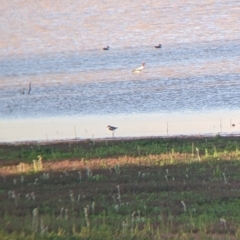 Erythrogonys cinctus (Red-kneed Dotterel) at Tibooburra, NSW - 29 Aug 2022 by Darcy