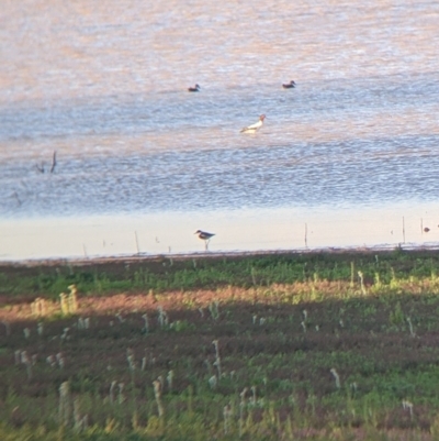 Recurvirostra novaehollandiae (Red-necked Avocet) at Tibooburra, NSW - 29 Aug 2022 by Darcy