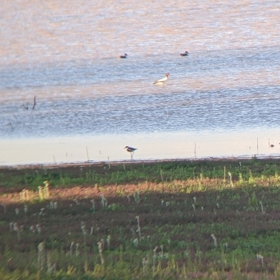 Recurvirostra novaehollandiae (Red-necked Avocet) at Tibooburra, NSW - 29 Aug 2022 by Darcy