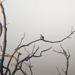 Phaps chalcoptera (Common Bronzewing) at Tibooburra, NSW - 29 Aug 2022 by Darcy