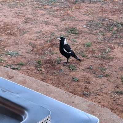 Gymnorhina tibicen (Australian Magpie) at Tibooburra, NSW - 29 Aug 2022 by Darcy