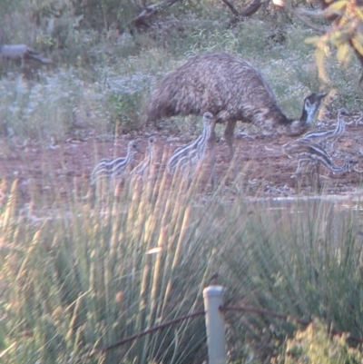 Dromaius novaehollandiae (Emu) at Tibooburra, NSW - 29 Aug 2022 by Darcy