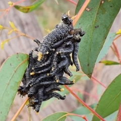 Perga sp. (genus) (Sawfly or Spitfire) at Isaacs Ridge - 6 Sep 2022 by Mike