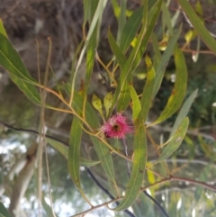 Eucalyptus leucoxylon (Yellow Gum) at Greenleigh, NSW - 6 Sep 2022 by danswell