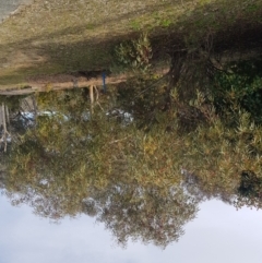 Eucalyptus leucoxylon at Greenleigh, NSW - 6 Sep 2022 03:58 PM