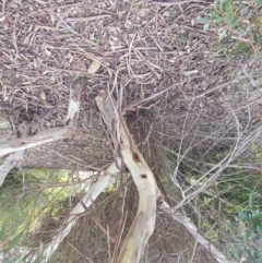 Eucalyptus leucoxylon at Greenleigh, NSW - 6 Sep 2022 03:58 PM