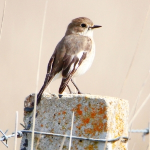Petroica phoenicea at Throsby, ACT - 6 Sep 2022 10:25 AM
