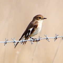 Petroica phoenicea at Throsby, ACT - 6 Sep 2022 10:25 AM