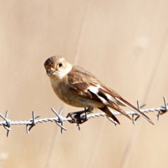 Petroica phoenicea at Throsby, ACT - 6 Sep 2022 10:25 AM