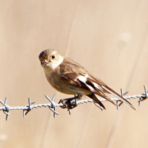 Petroica phoenicea at Throsby, ACT - 6 Sep 2022 10:25 AM