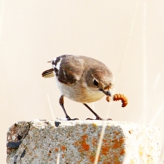 Petroica phoenicea at Throsby, ACT - 6 Sep 2022 10:25 AM