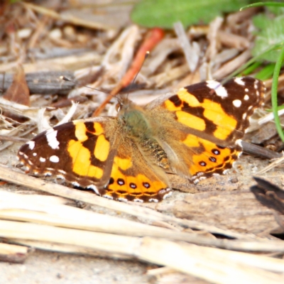 Vanessa kershawi (Australian Painted Lady) at Throsby, ACT - 6 Sep 2022 by davobj