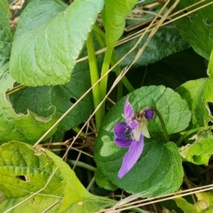 Viola odorata at Jerrabomberra, ACT - 6 Sep 2022