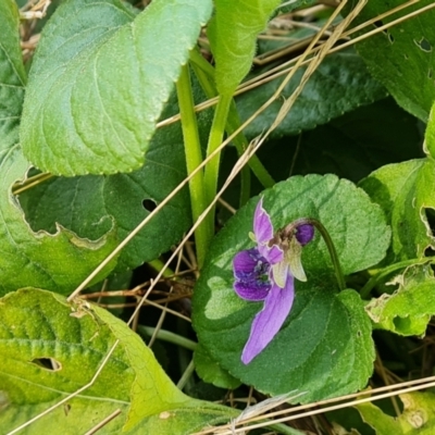 Viola odorata (Sweet Violet, Common Violet) at Jerrabomberra, ACT - 6 Sep 2022 by Mike