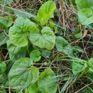 Viola odorata at Jerrabomberra, ACT - 6 Sep 2022