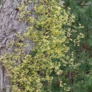 Clematis leptophylla at Isaacs, ACT - 6 Sep 2022