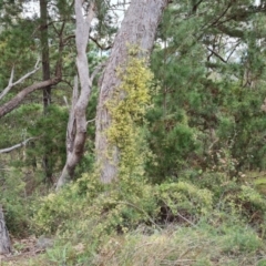 Clematis leptophylla at Isaacs, ACT - 6 Sep 2022