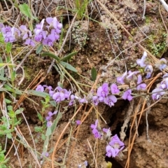 Hovea heterophylla (Common Hovea) at Jerrabomberra, ACT - 6 Sep 2022 by Mike