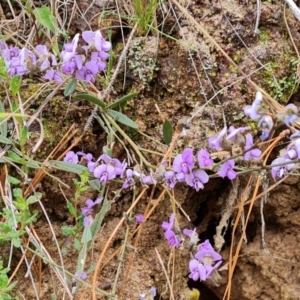 Hovea heterophylla at Jerrabomberra, ACT - 6 Sep 2022