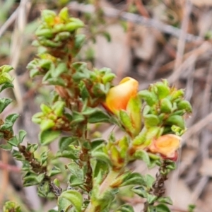 Pultenaea procumbens at Jerrabomberra, ACT - 6 Sep 2022