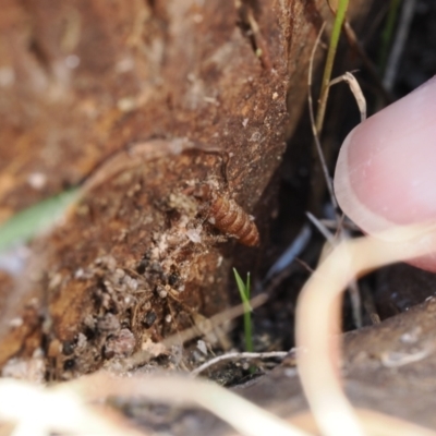 Acrodipsas myrmecophila at Macarthur, ACT - 3 Sep 2022 by RAllen