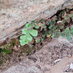 Pleurosorus rutifolius (Blanket Fern) at Isaacs Ridge - 6 Sep 2022 by Mike