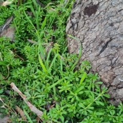 Galium aparine at Jerrabomberra, ACT - 6 Sep 2022