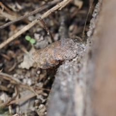 Platybrachys sp. (genus) at Macarthur, ACT - 3 Sep 2022 by RAllen